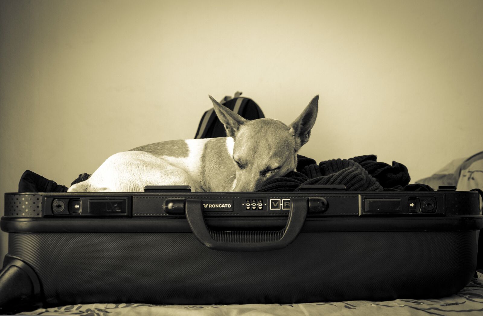 Nikon D7000 sample photo. Dogs, animals, dog photography
