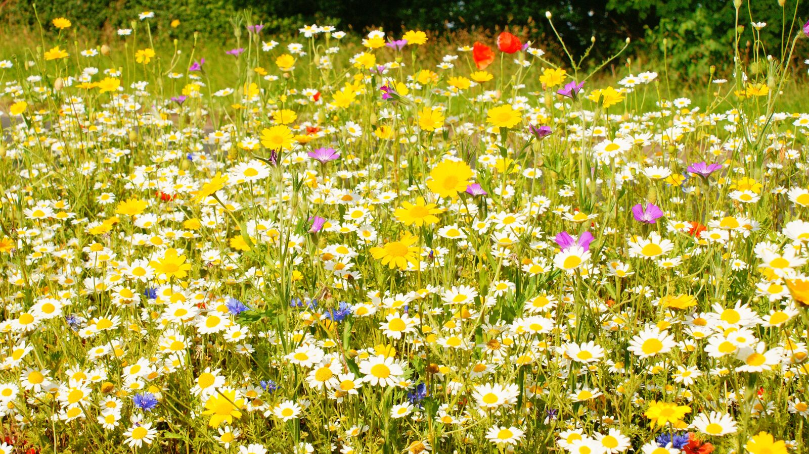 Sony Alpha DSLR-A700 sample photo. Flowers, yellow, white photography