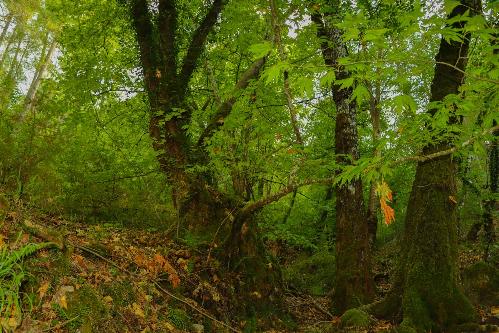 Canon EOS 90D sample photo. Forest, autumn, peace photography