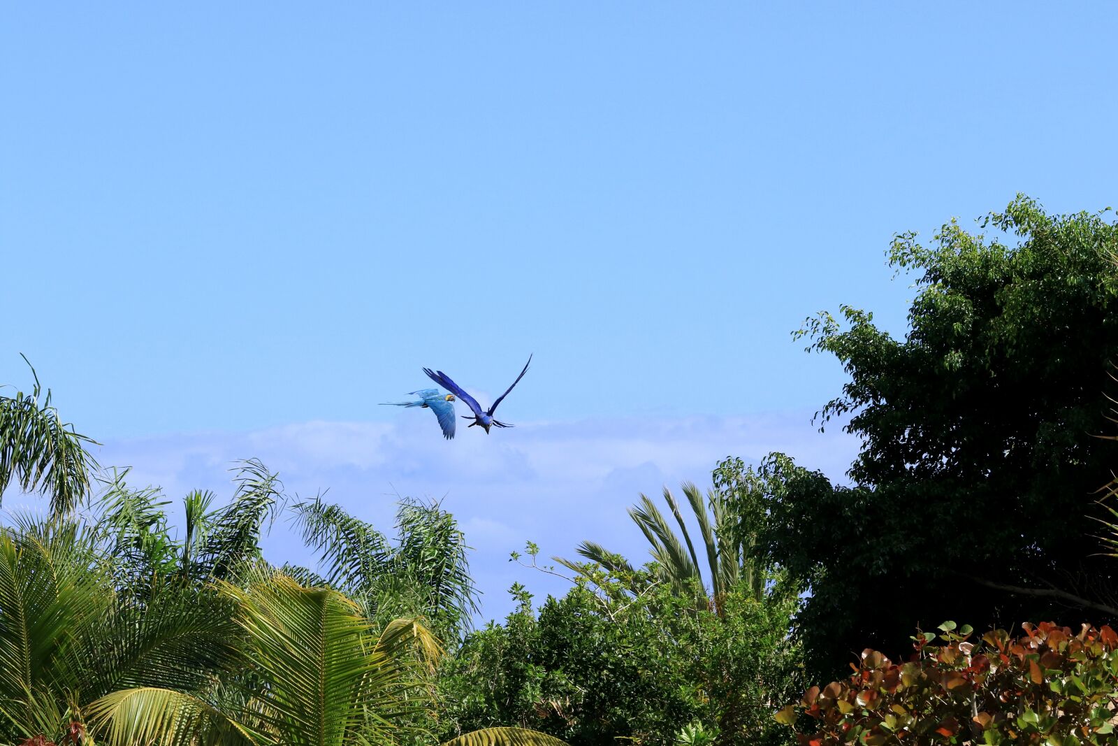 Canon EOS 7D Mark II sample photo. Parrot, flying parrots, exotic photography