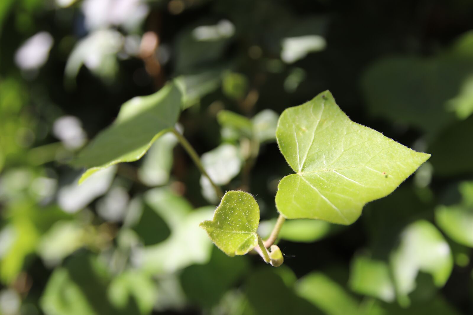 Canon EOS 200D (EOS Rebel SL2 / EOS Kiss X9) sample photo. Ivy, close up, sunlight photography