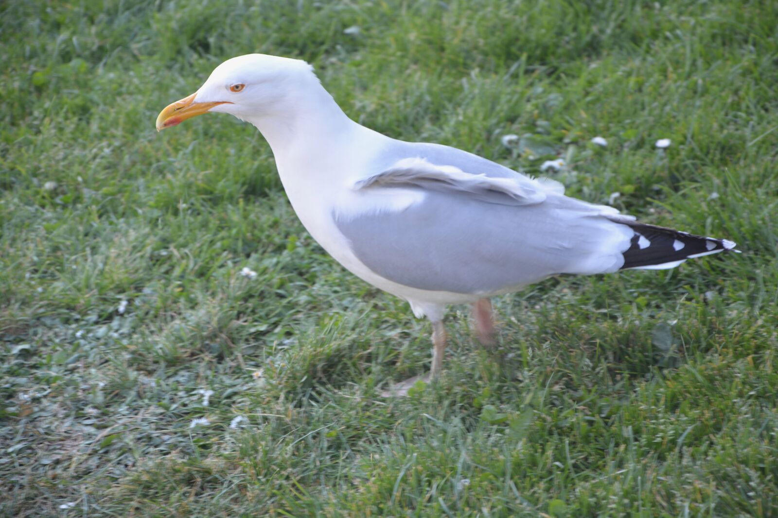 Nikon D5200 sample photo. Gull, grass, white photography