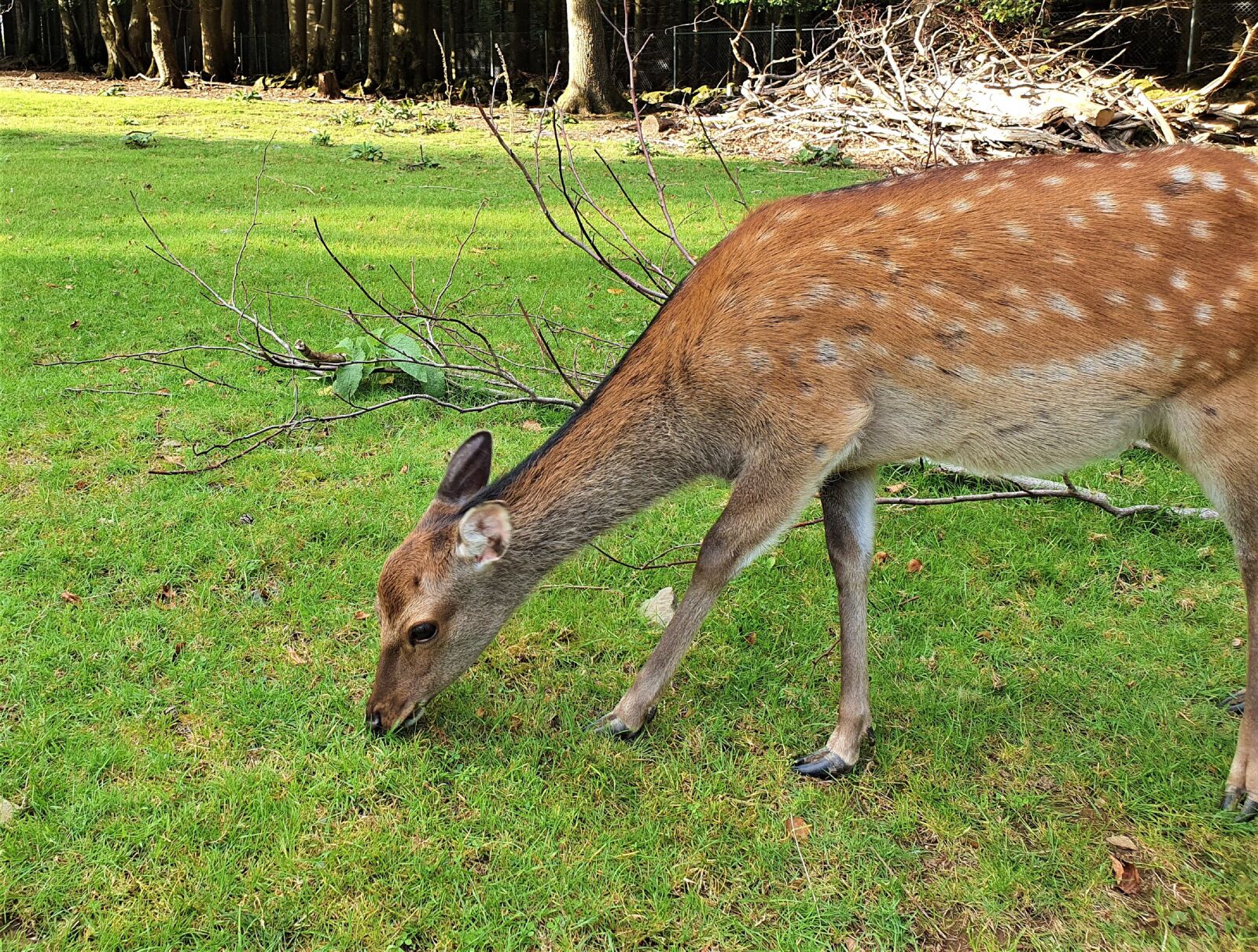 Samsung SM-G975F sample photo. Roe deer, graze, fallow photography