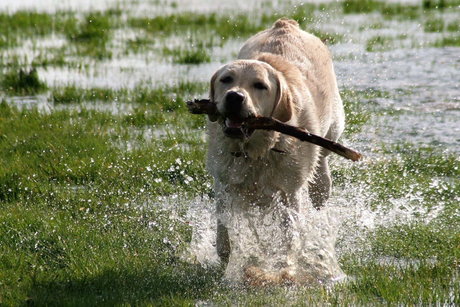 Canon EOS 350D (EOS Digital Rebel XT / EOS Kiss Digital N) sample photo. Dog, labrador, playing photography