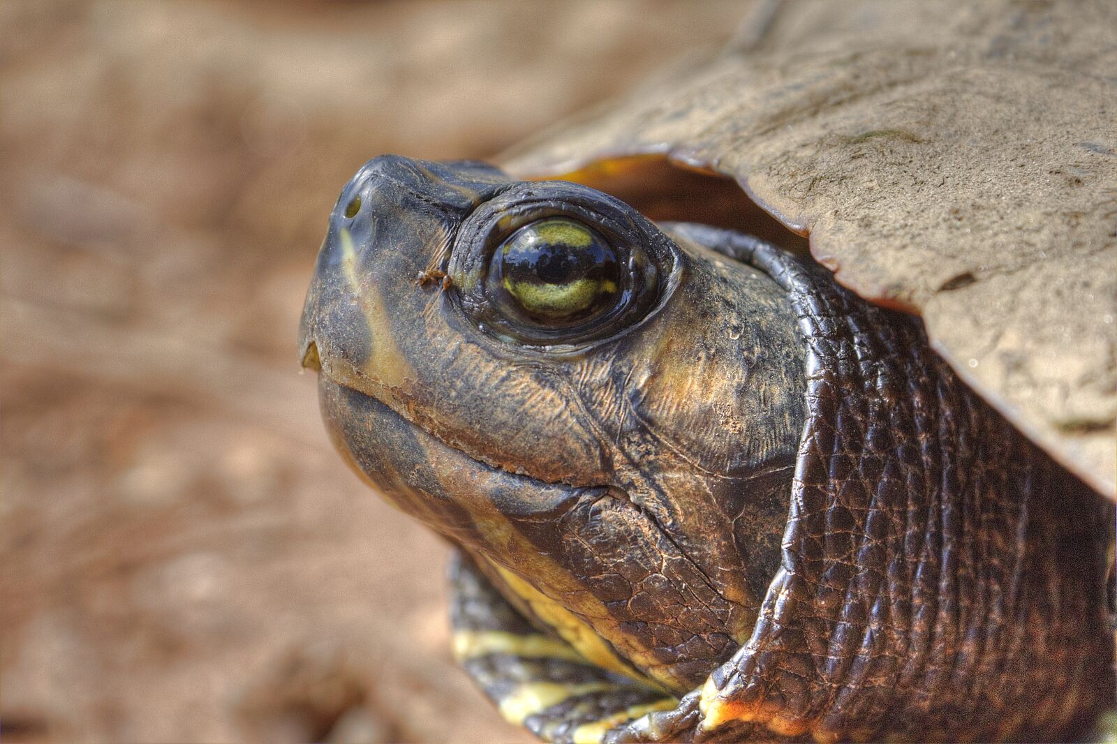 Canon EOS 1200D (EOS Rebel T5 / EOS Kiss X70 / EOS Hi) sample photo. Turtle, close up, wildlife photography