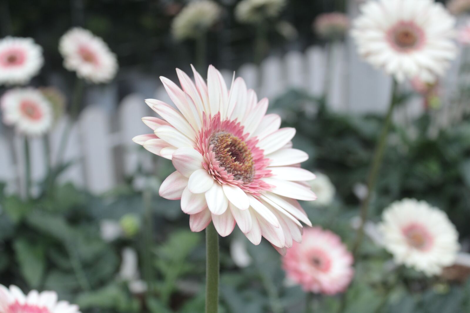 Canon EOS 1300D (EOS Rebel T6 / EOS Kiss X80) sample photo. Flower, flora, nature photography