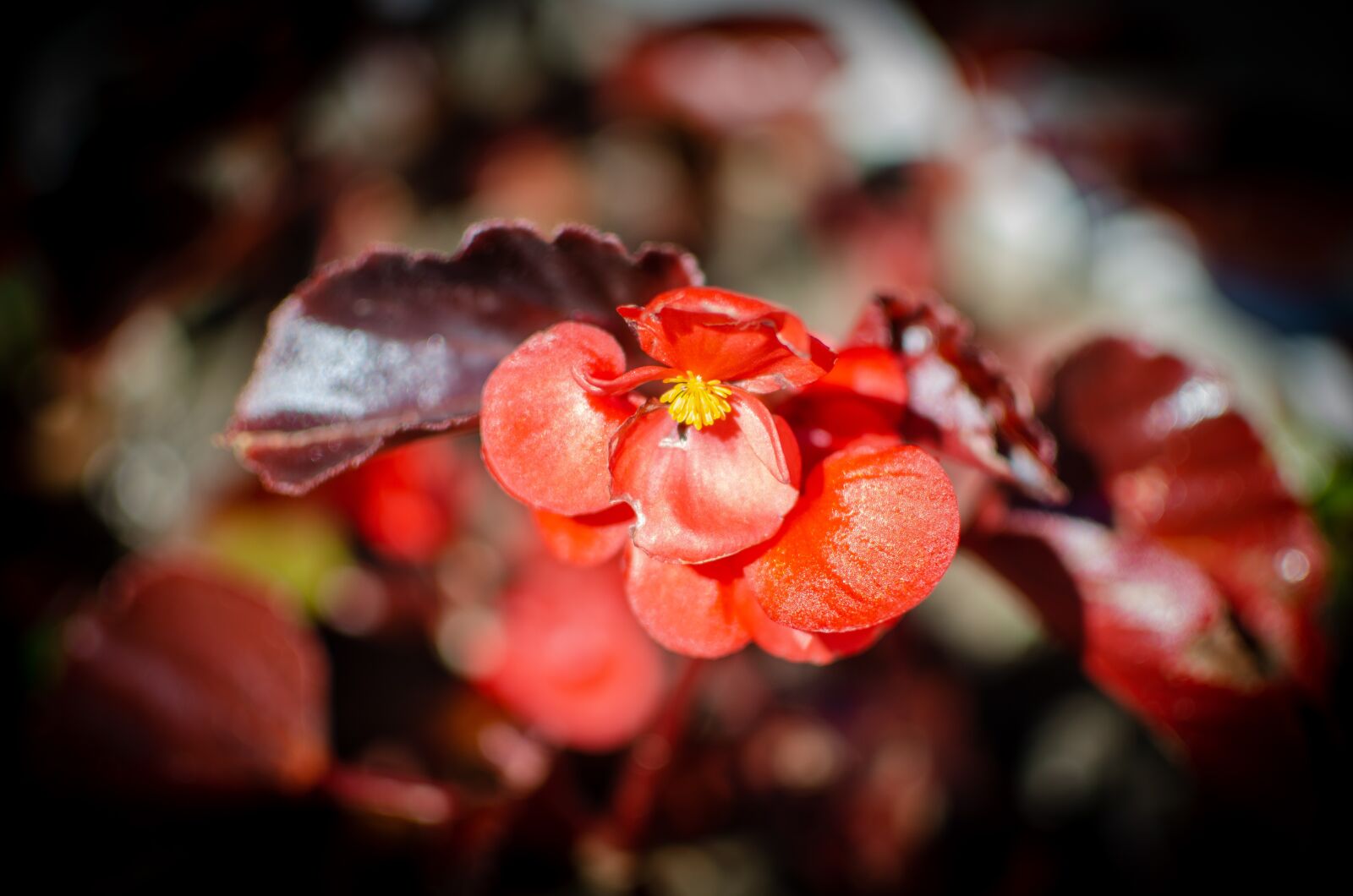 Nikon D5100 sample photo. Macro, photo, flowers photography