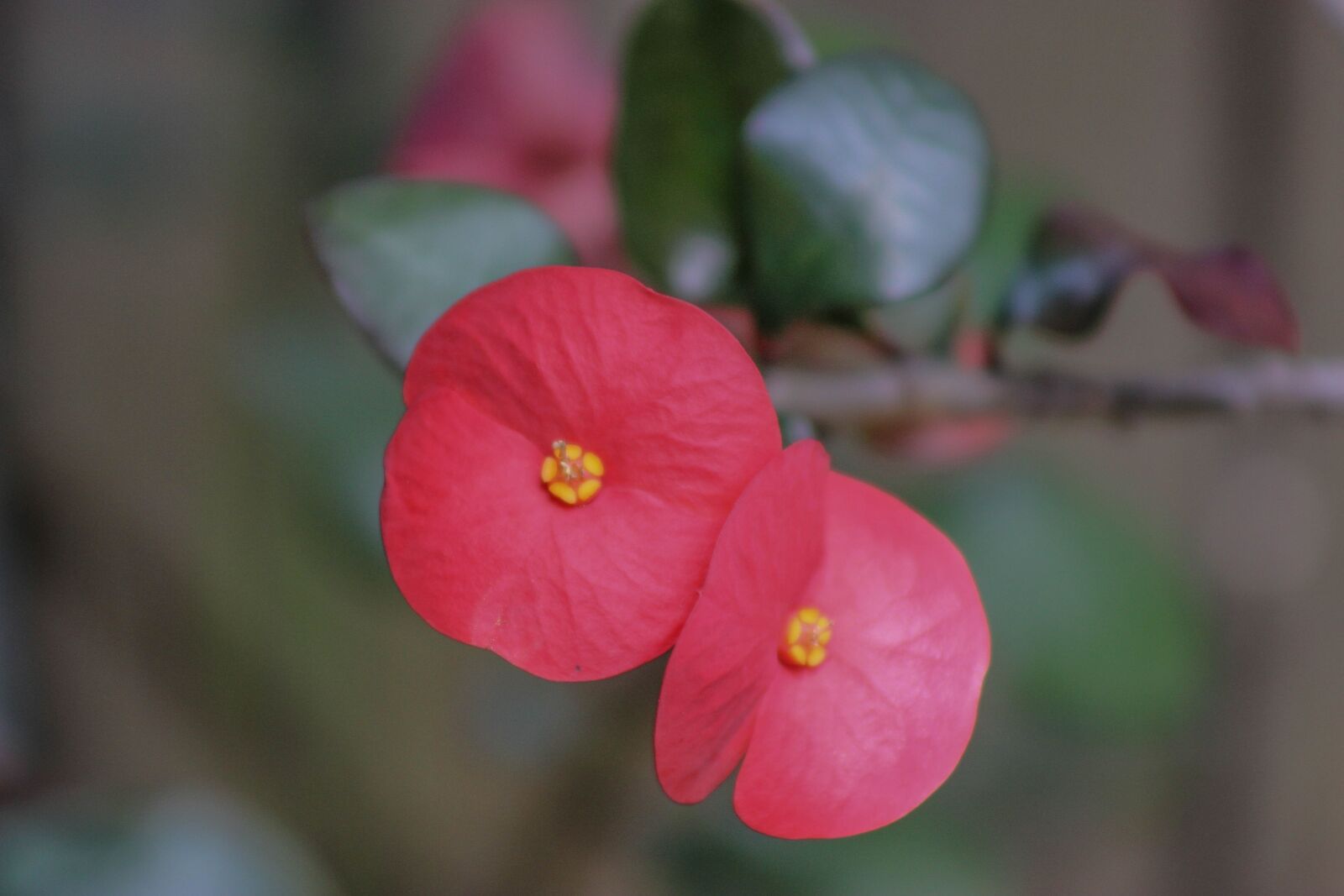 Canon EOS 600D (Rebel EOS T3i / EOS Kiss X5) sample photo. Flower, garden, nature photography