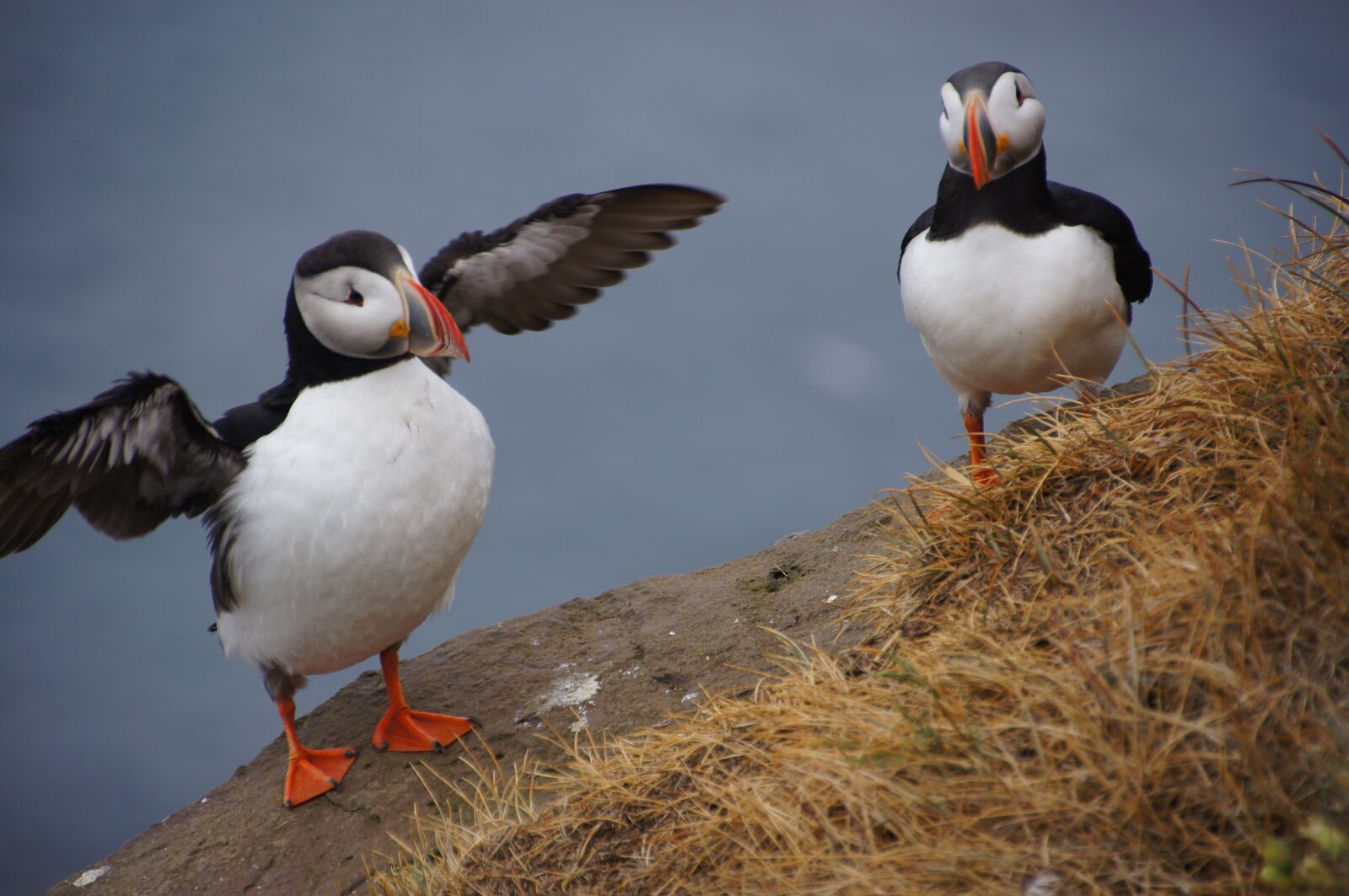 Sony SLT-A55 (SLT-A55V) + DT 18-270mm F3.5-6.3 sample photo. Bird, puffin, iceland photography