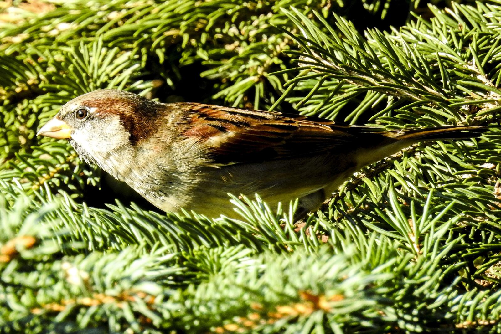 Nikon Coolpix P900 sample photo. House sparrow, sperling, bird photography