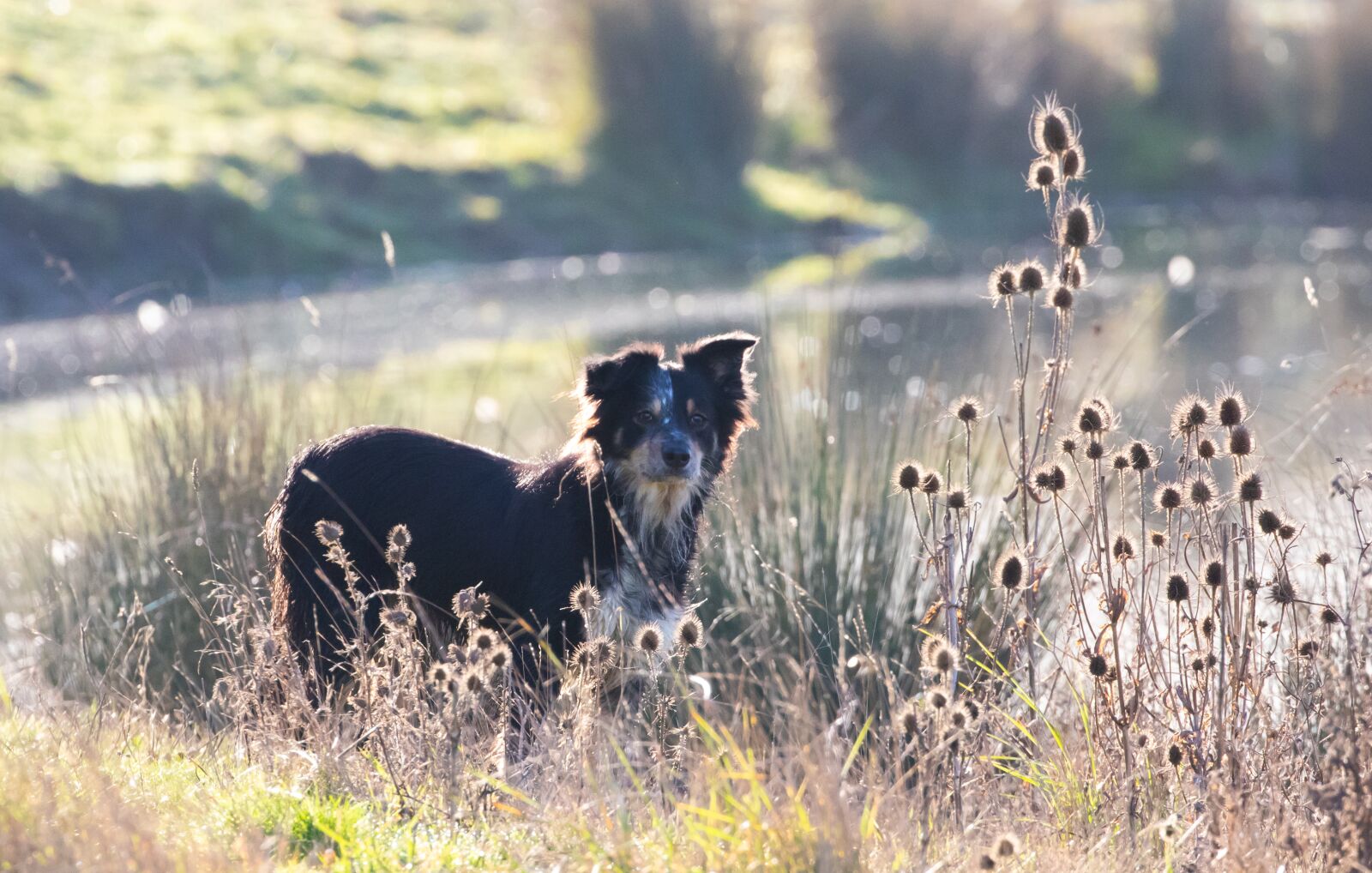 Canon EOS 7D Mark II sample photo. Border collie, tri colour photography