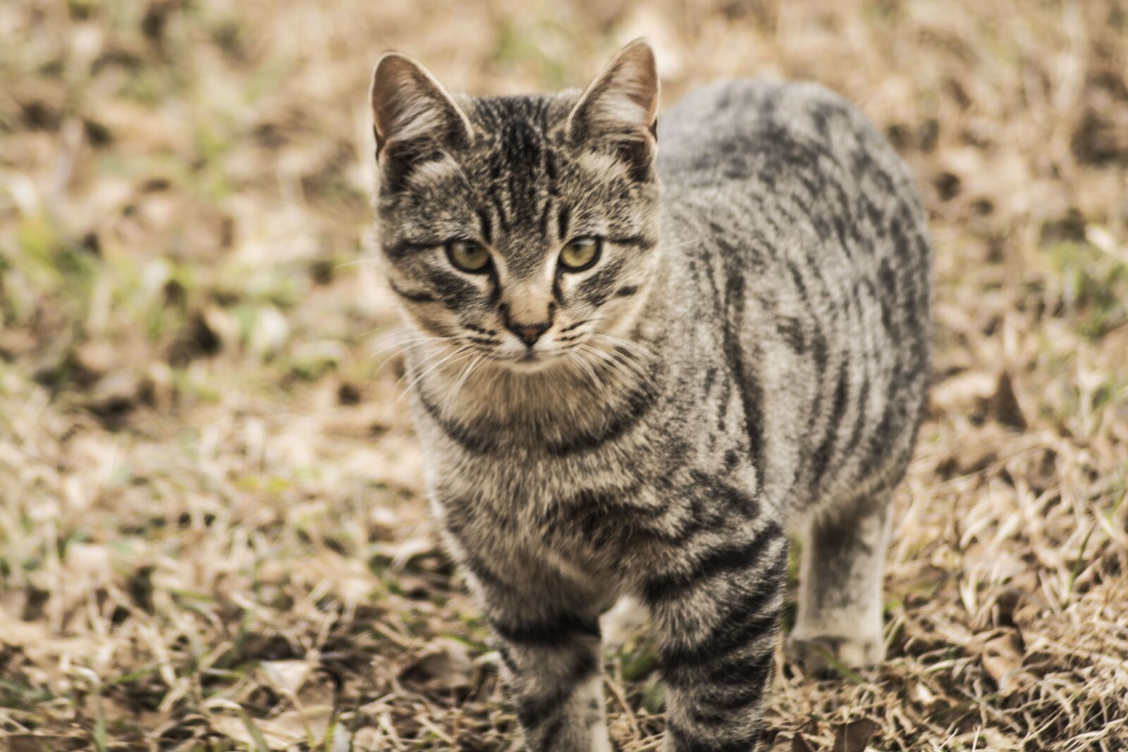 Nikon D5200 sample photo. Cat, house-cat, pet photography