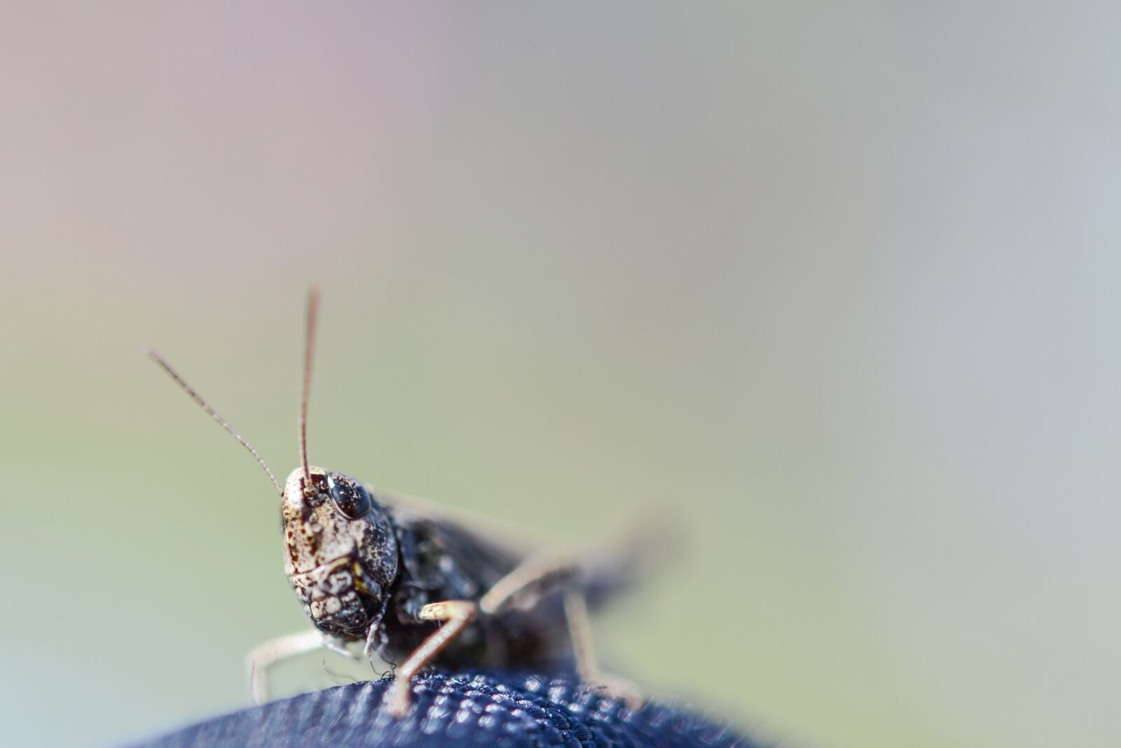 Nikon D600 + Nikon AF-S Micro-Nikkor 60mm F2.8G ED sample photo. Grasshopper, macro, tentacles photography