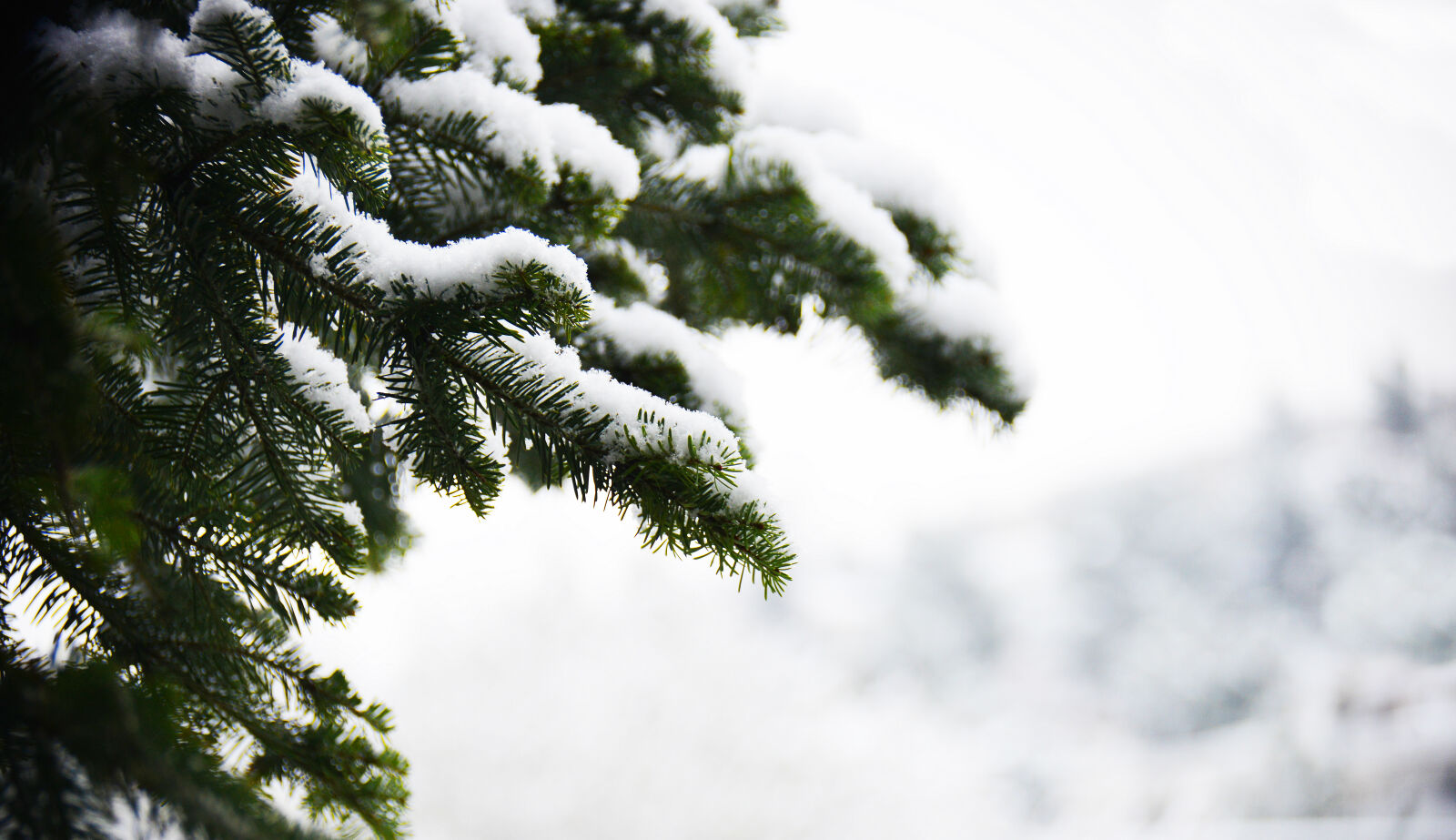 Nikon AF-S DX Nikkor 18-300mm F3.5-5.6G ED VR sample photo. Snow, white, tree photography