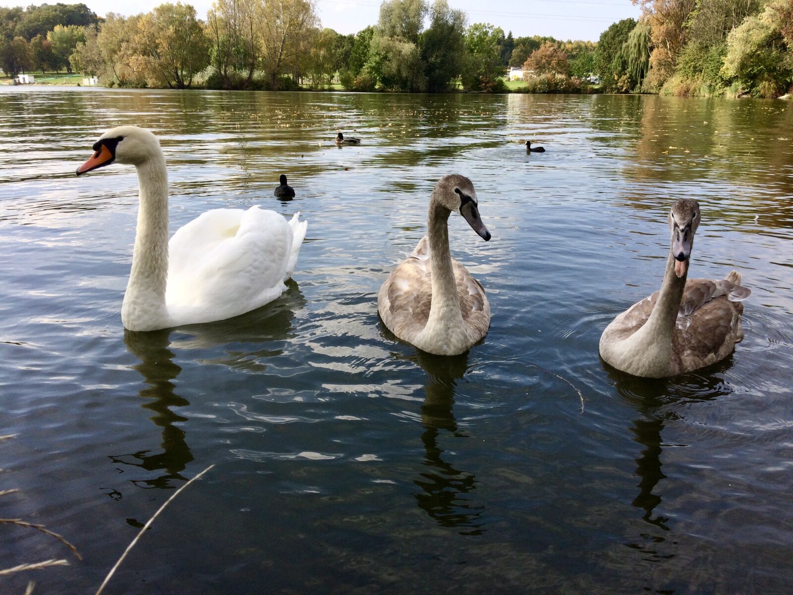 iPhone 5s back camera 4.15mm f/2.2 sample photo. Swan, nature, birds photography