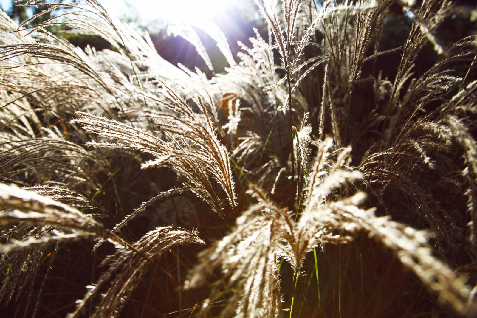 Canon EOS 5D Mark II sample photo. Grass, grasses, summer photography