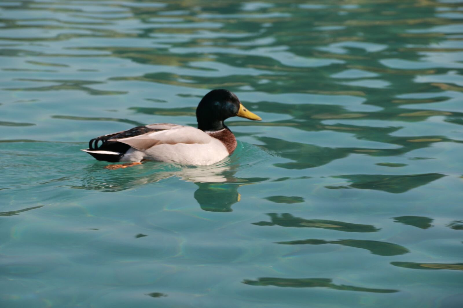 Canon EF-S 18-135mm F3.5-5.6 IS sample photo. Duck, marine, bird photography