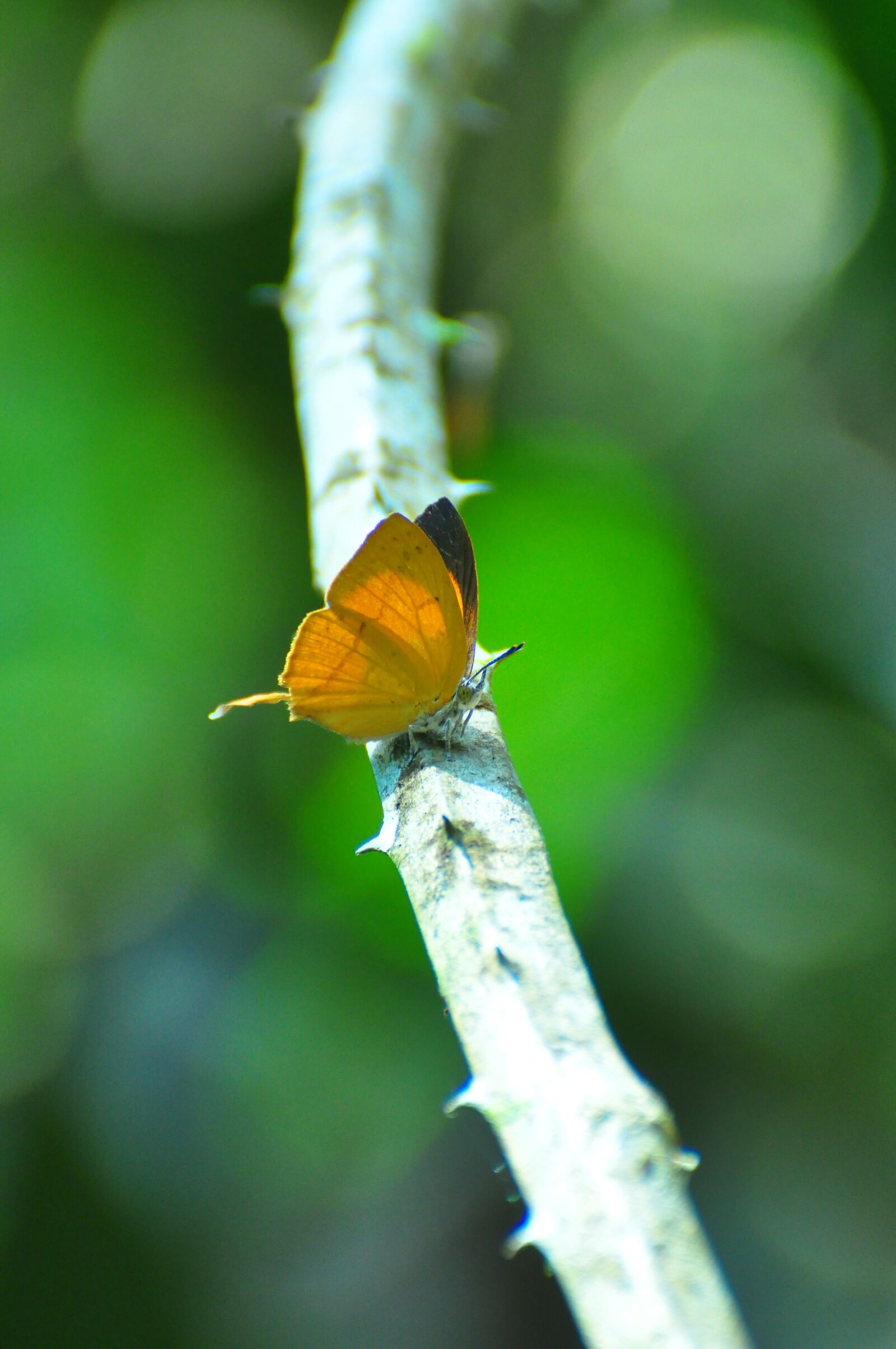 Nikon D90 sample photo. Green, nature, butterfly photography