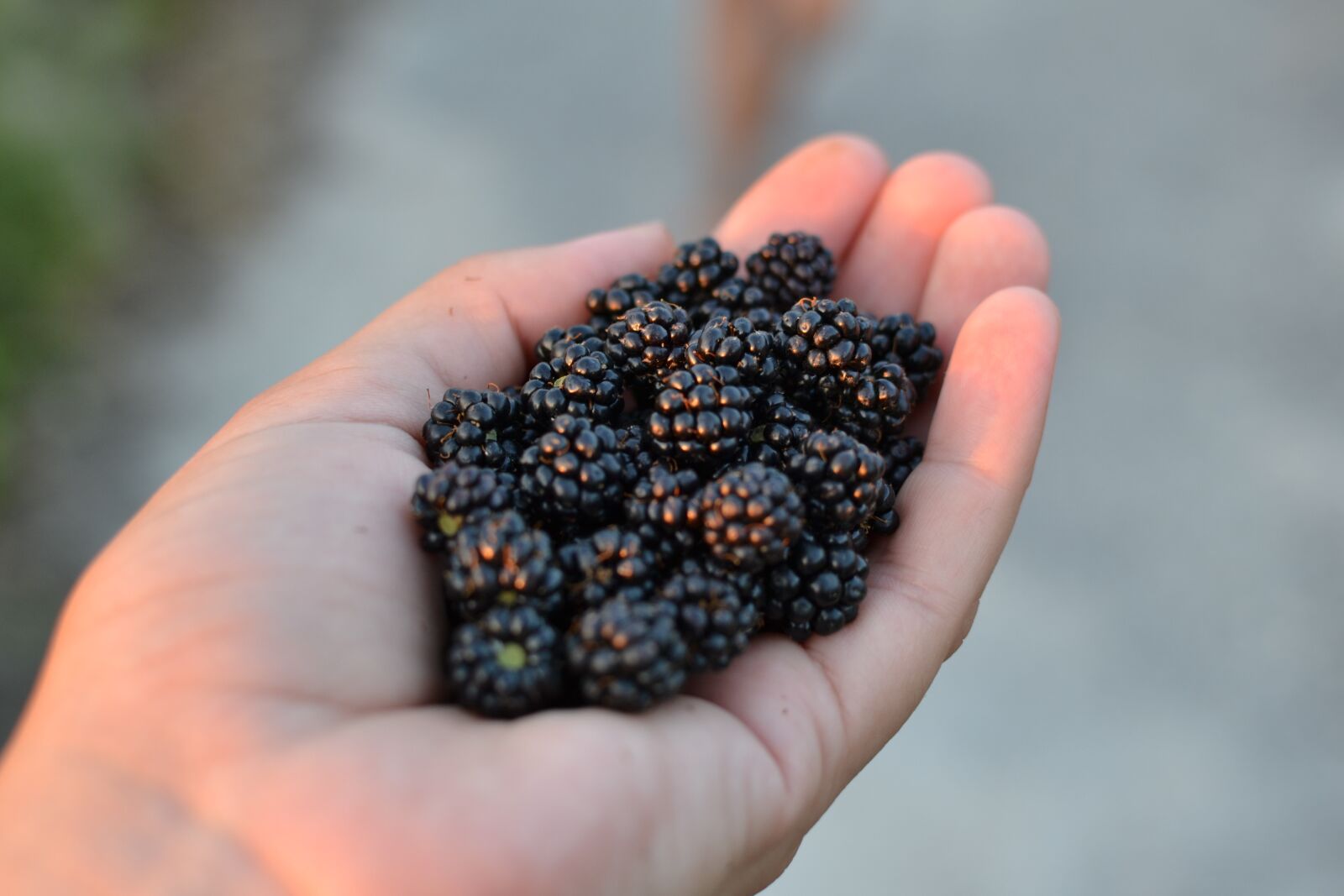 Nikon D3100 sample photo. Blackberry, nature, food photography