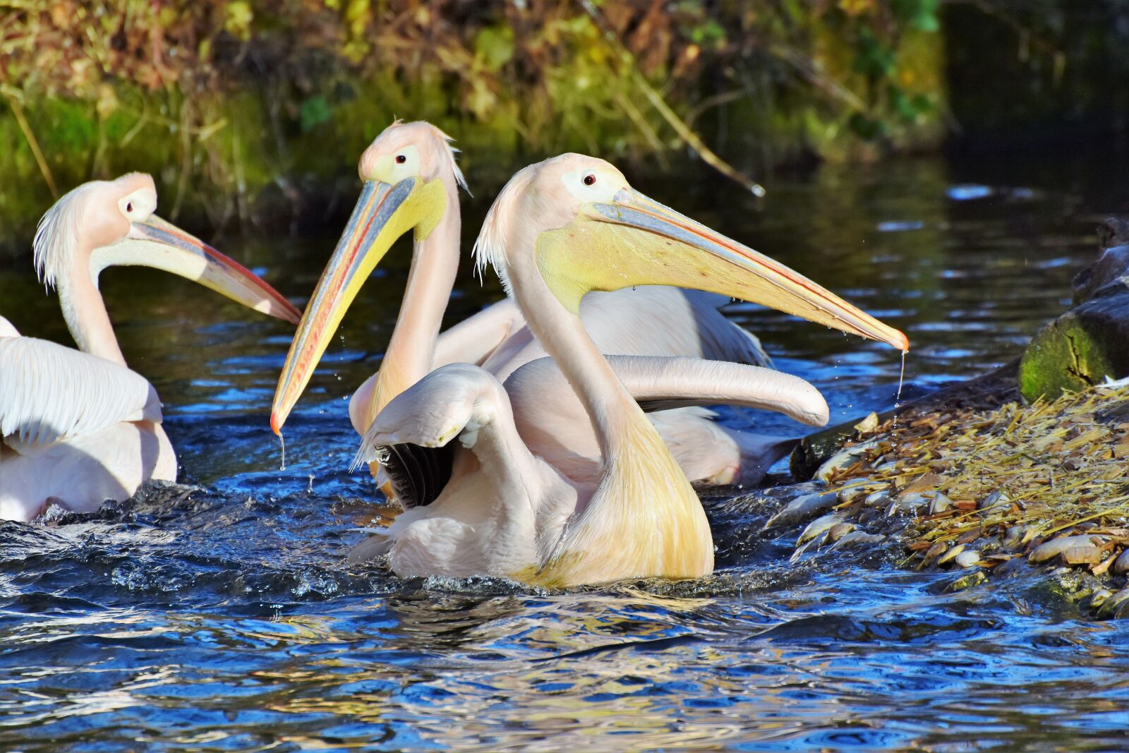 Nikon D7200 sample photo. Pelikan, water bird, pink photography