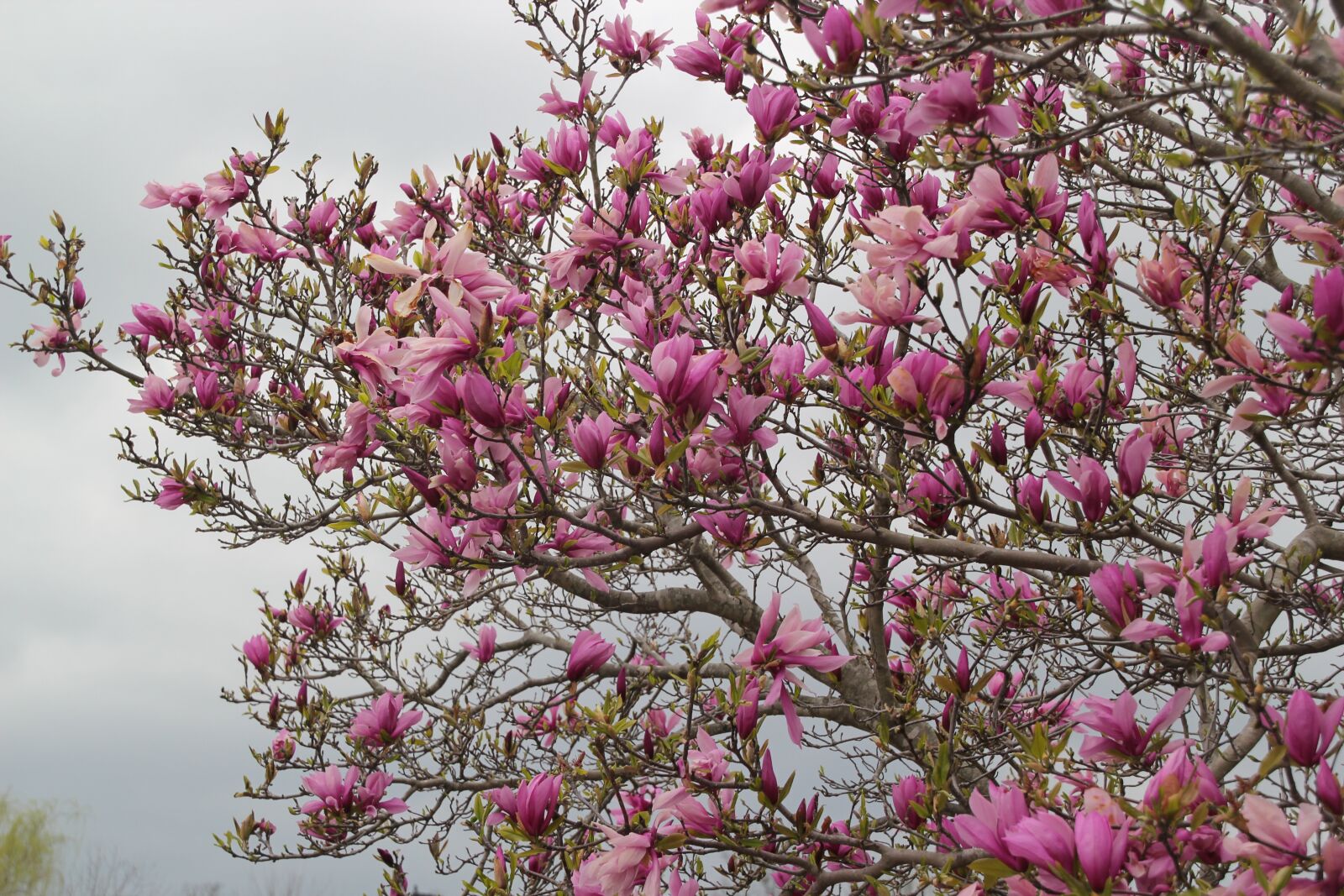 Canon EOS 550D (EOS Rebel T2i / EOS Kiss X4) sample photo. Tulip tree, tree, nature photography