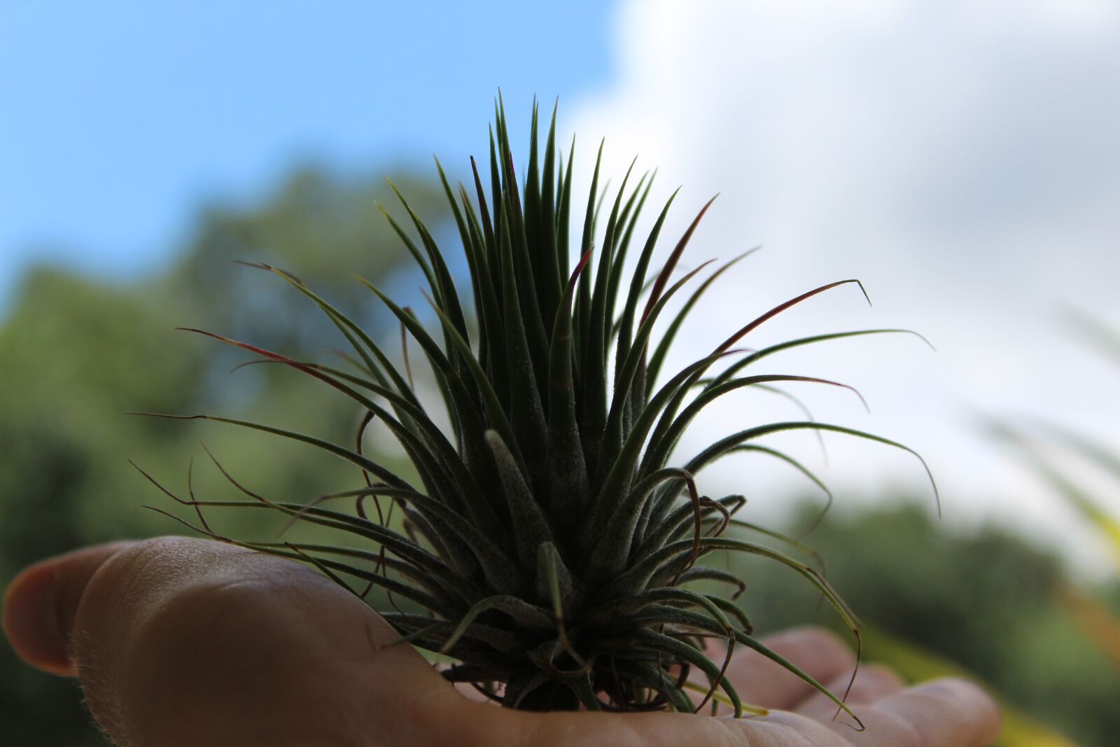 Canon EOS 1300D (EOS Rebel T6 / EOS Kiss X80) sample photo. Tillandsia, air plant, in photography