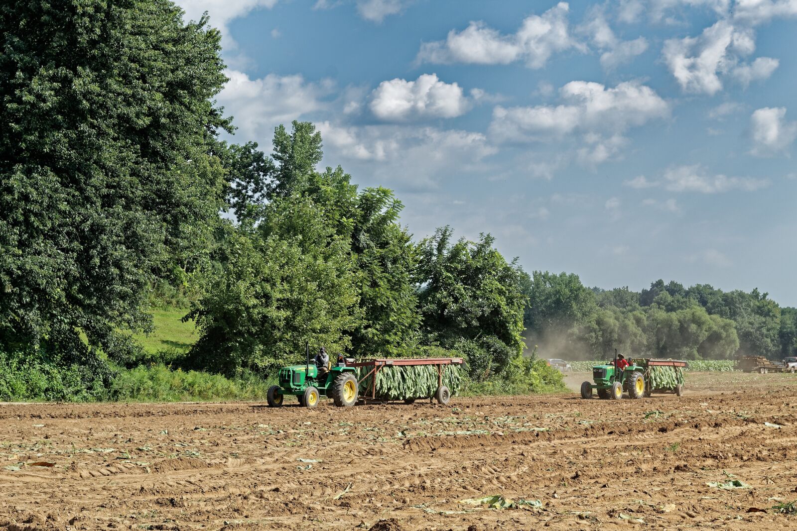 Canon EF 50mm F1.8 STM sample photo. Tobacco, harvest, tractors photography
