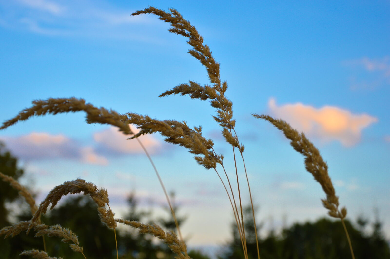 Nikon D3200 sample photo