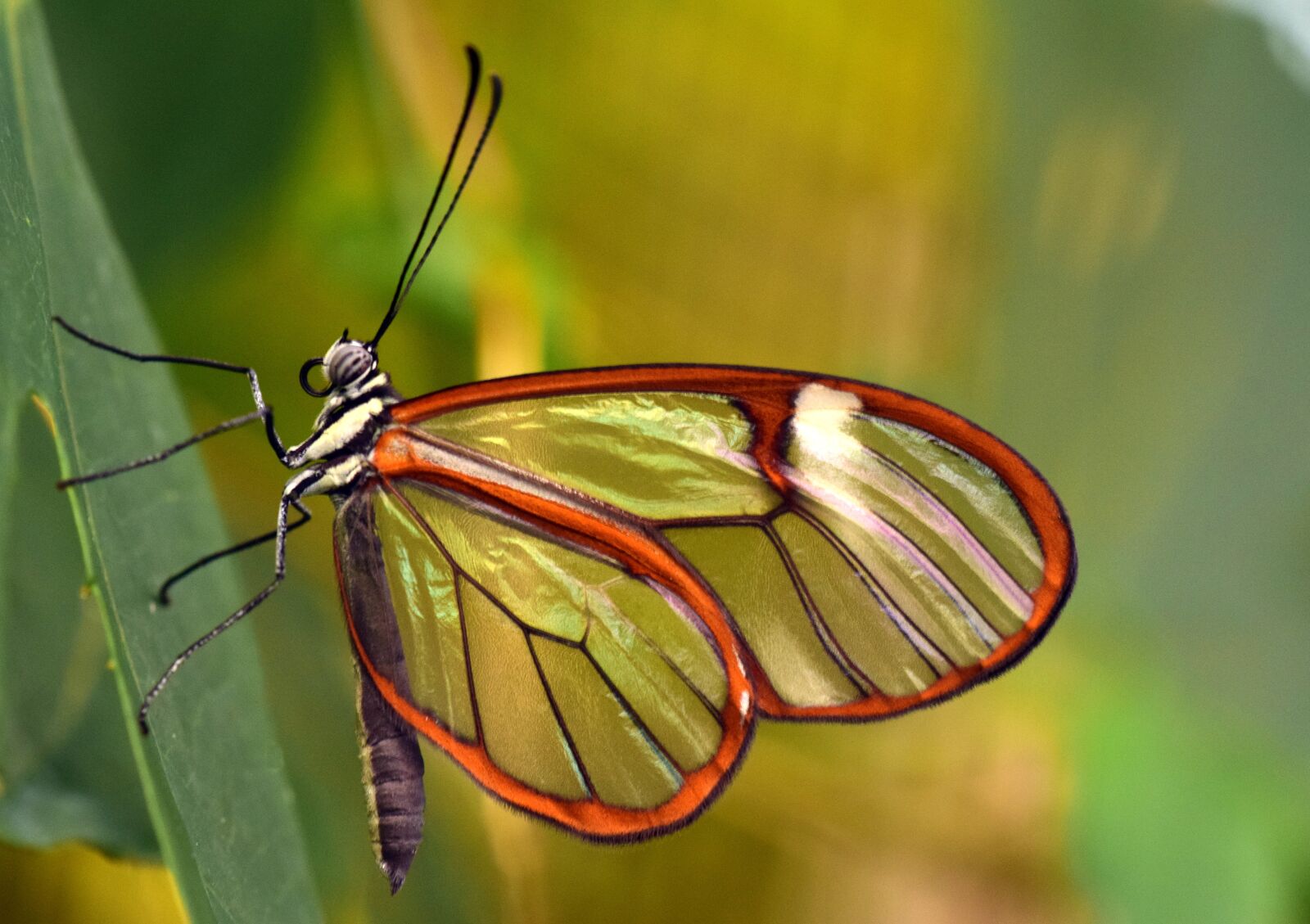Nikon D3300 sample photo. Butterfly, glass wings, greta photography