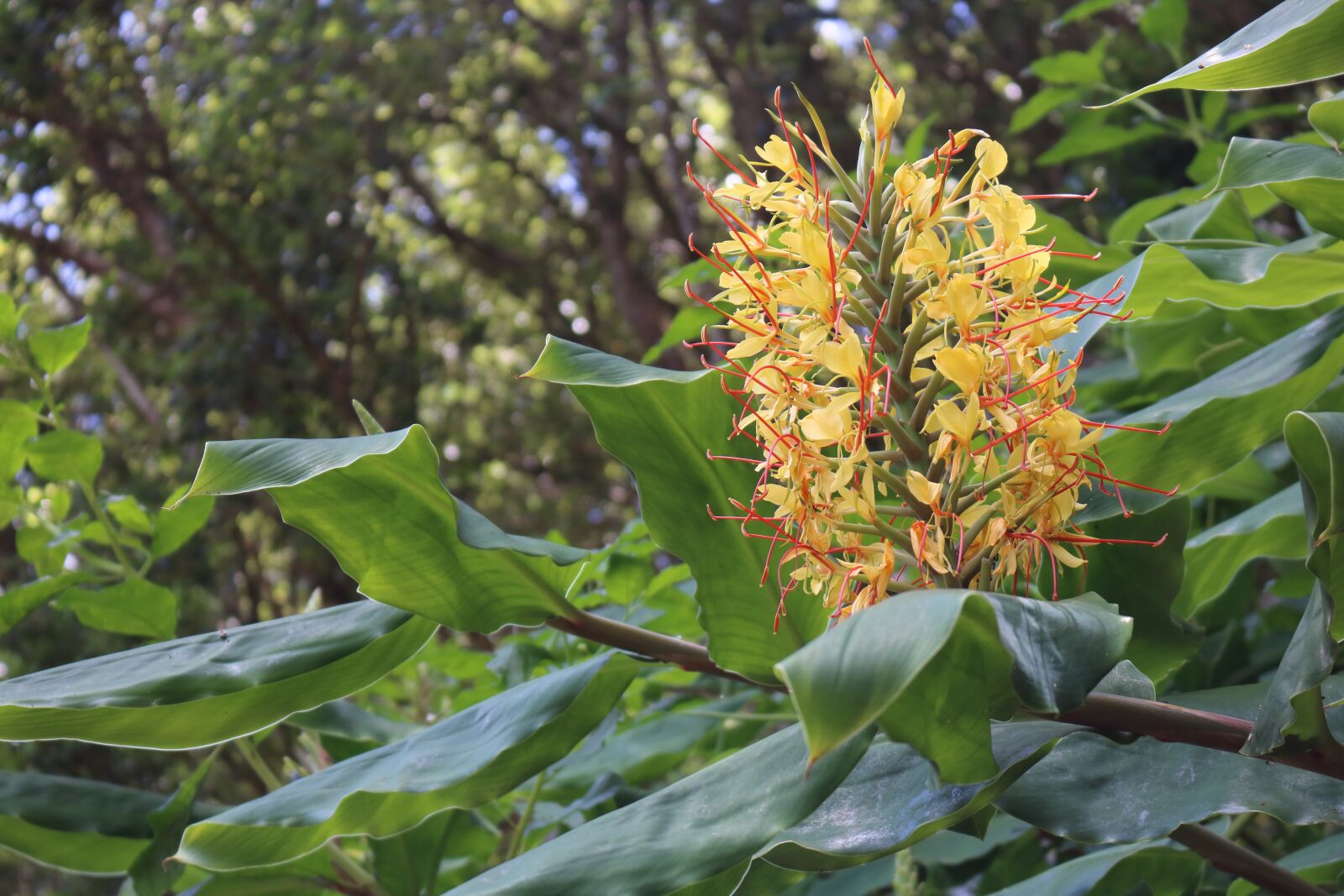 Canon EOS 750D (EOS Rebel T6i / EOS Kiss X8i) sample photo. Comanche, azores, s o photography