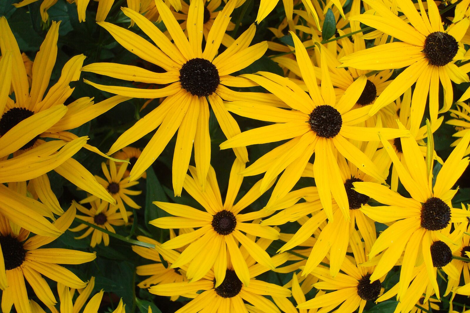 Sony DSC-W80 sample photo. Flowers, yellow, yellow flower photography