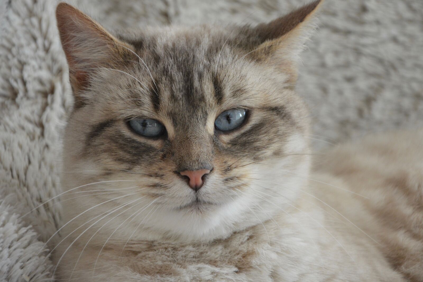 Nikon D5200 sample photo. Cat, cat head, blue photography