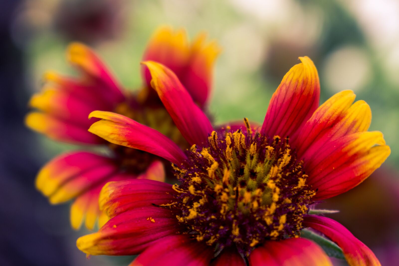 Canon EOS 700D (EOS Rebel T5i / EOS Kiss X7i) sample photo. Flower, red, orange photography