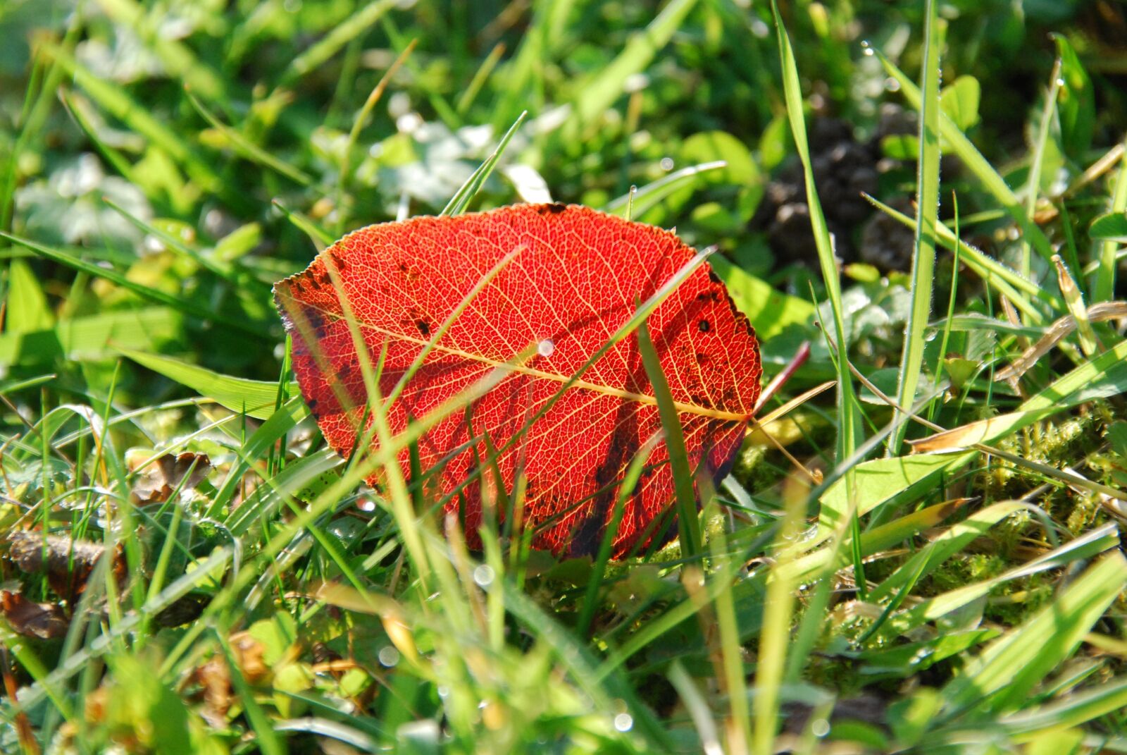 Nikon D80 sample photo. Autumn, leaf, red photography