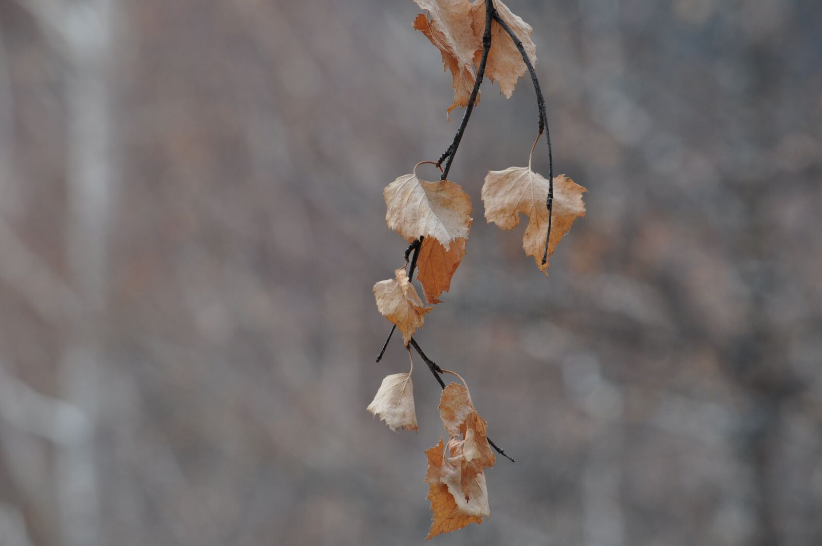Nikon D5000 sample photo. Leaves, autumn, golden autumn photography