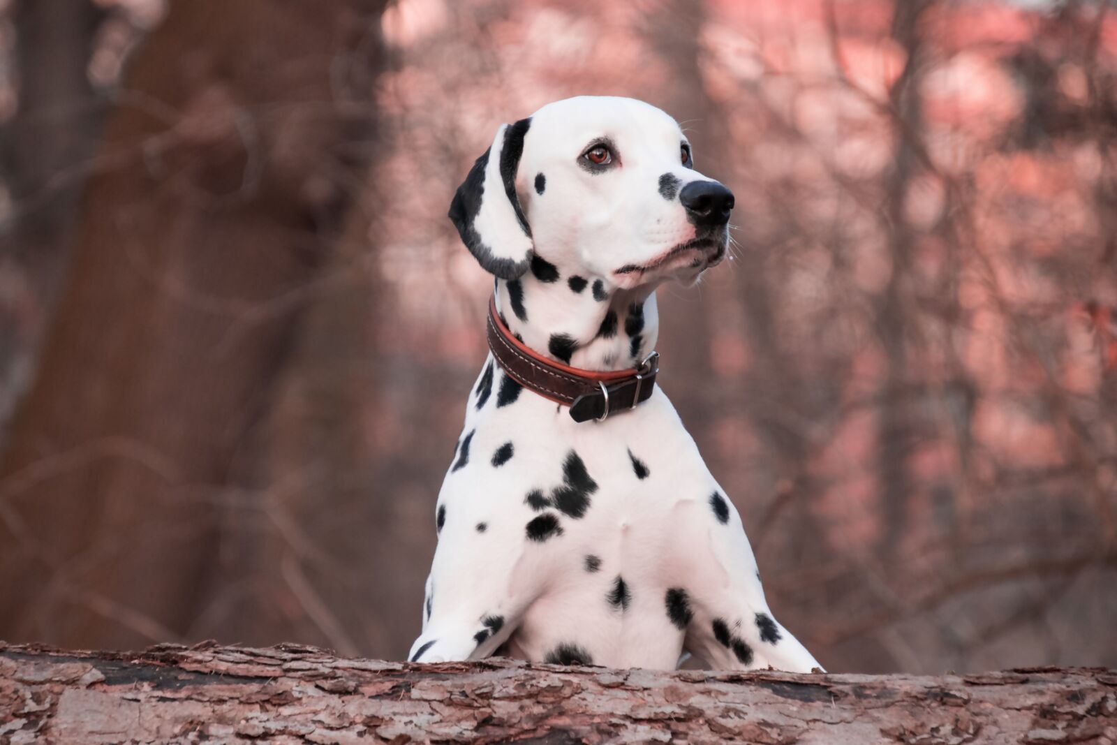 Nikon D3300 sample photo. Dog, animal, dalmatians photography