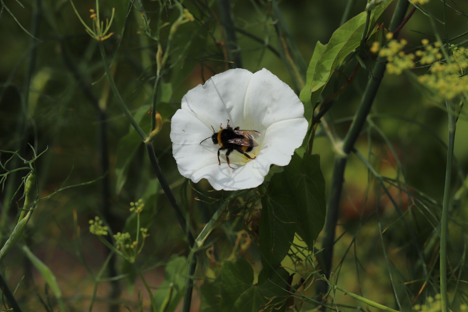 Canon EOS 800D (EOS Rebel T7i / EOS Kiss X9i) sample photo. Insect, hummel, blossom photography