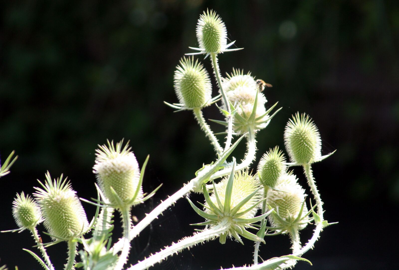 Canon EOS 350D (EOS Digital Rebel XT / EOS Kiss Digital N) sample photo. Thistles, flowers, summer photography