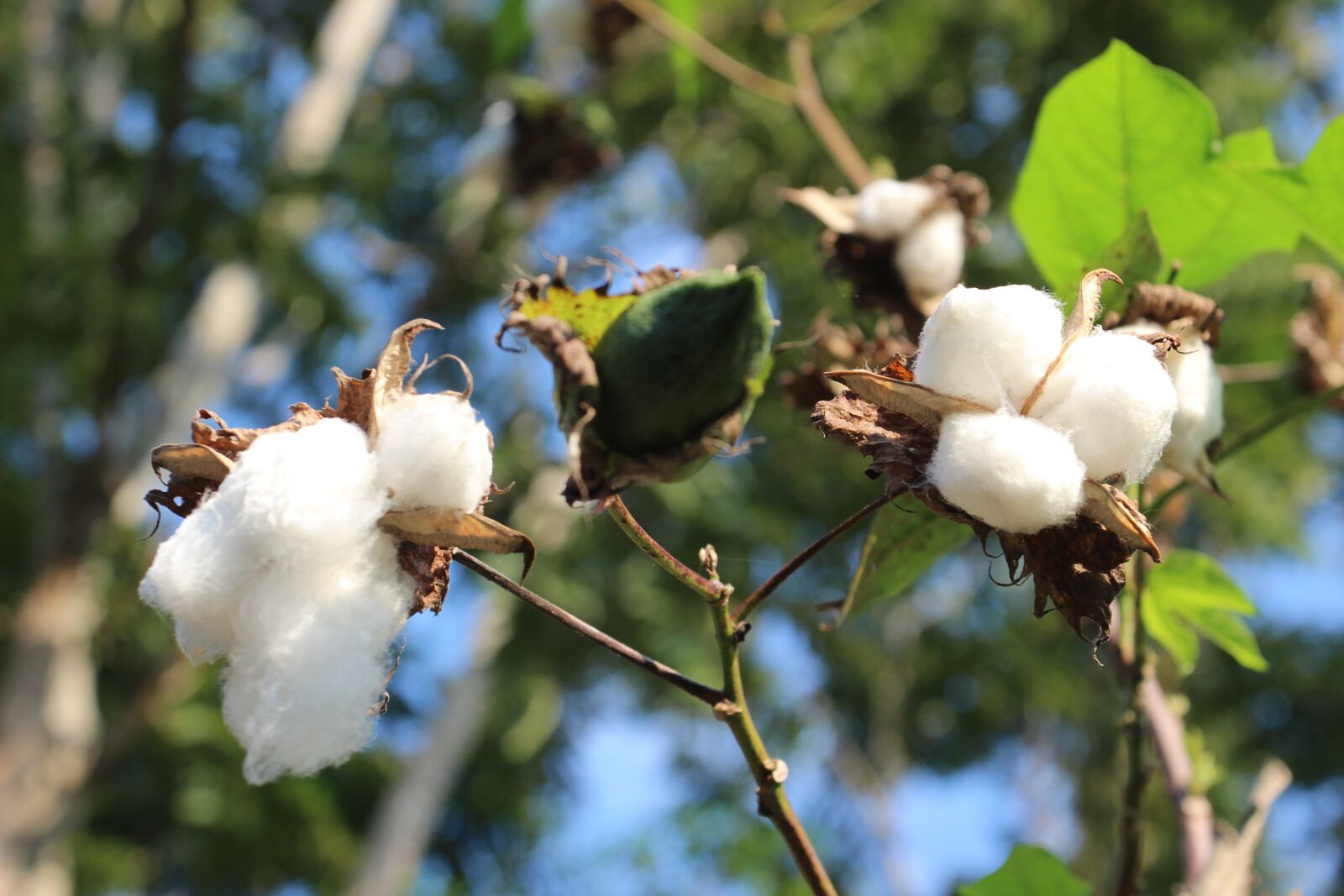 Canon EOS 600D (Rebel EOS T3i / EOS Kiss X5) sample photo. Cotton, flower, nature photography