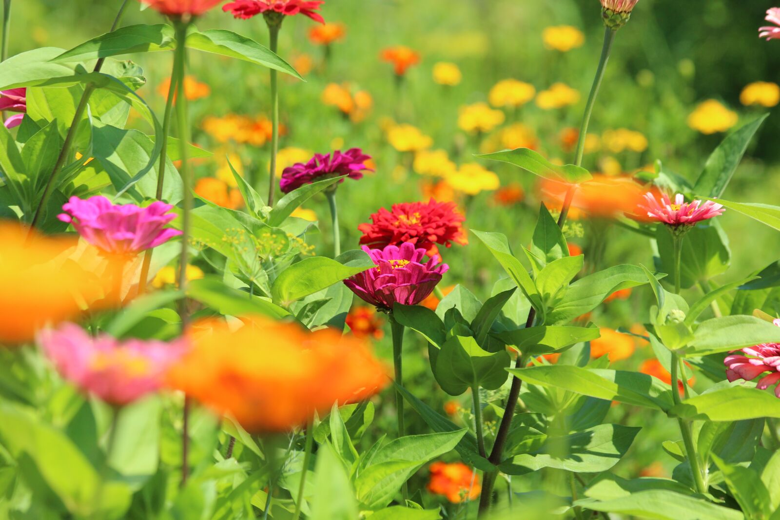 Canon EOS 650D (EOS Rebel T4i / EOS Kiss X6i) sample photo. Zinnia, flower, flower bed photography