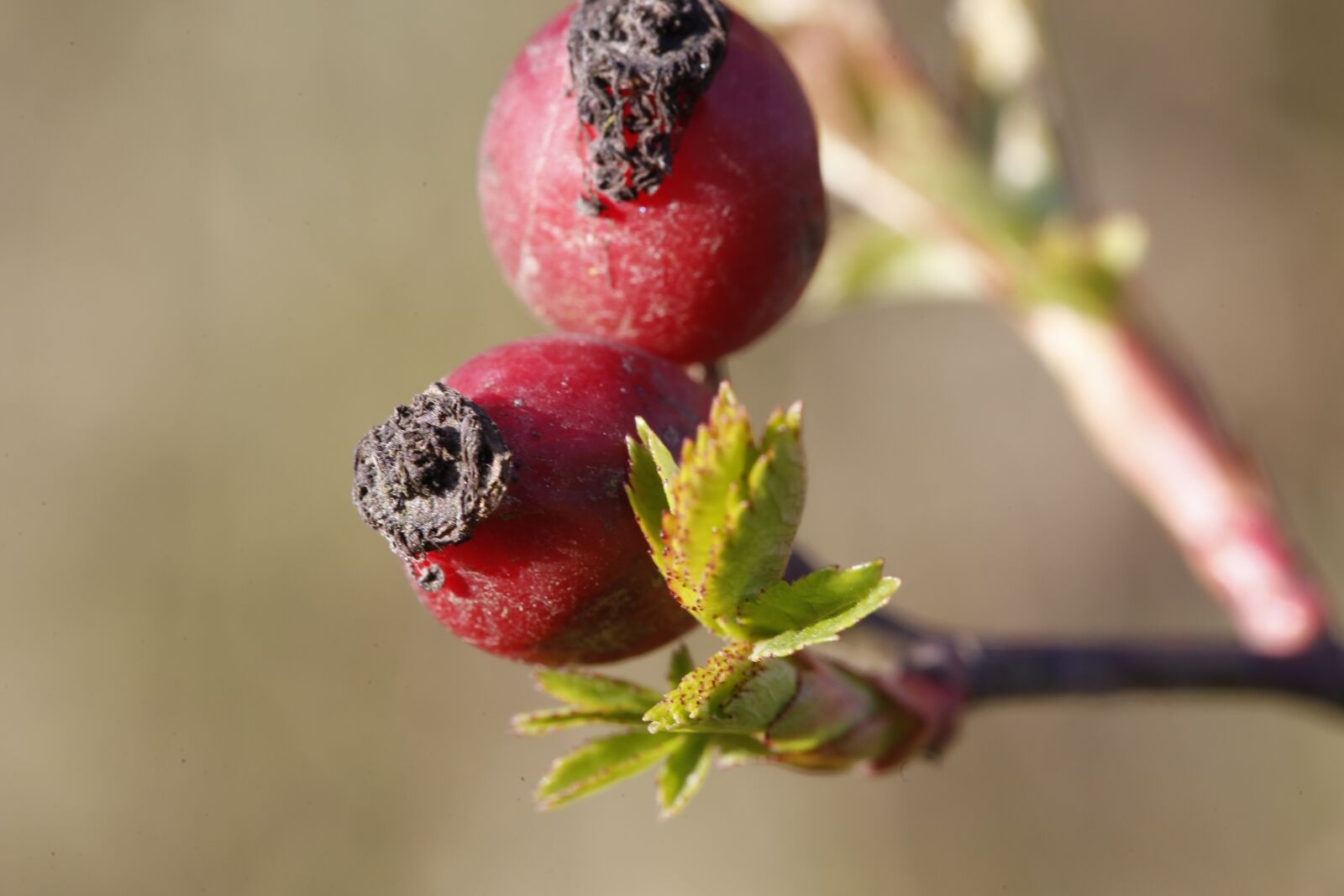 Canon EF 100mm F2.8L Macro IS USM sample photo. Spring, plant, engine photography