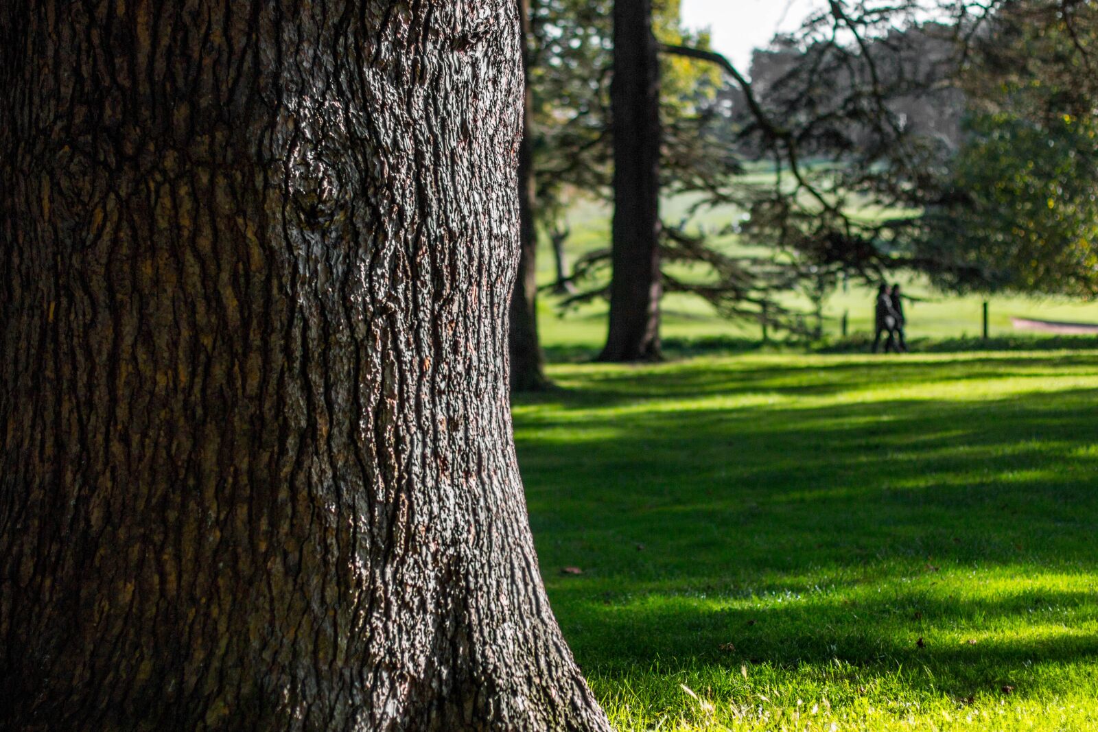 Canon EOS 70D + Canon EF 50mm F1.4 USM sample photo. Nature, tree, natural photography