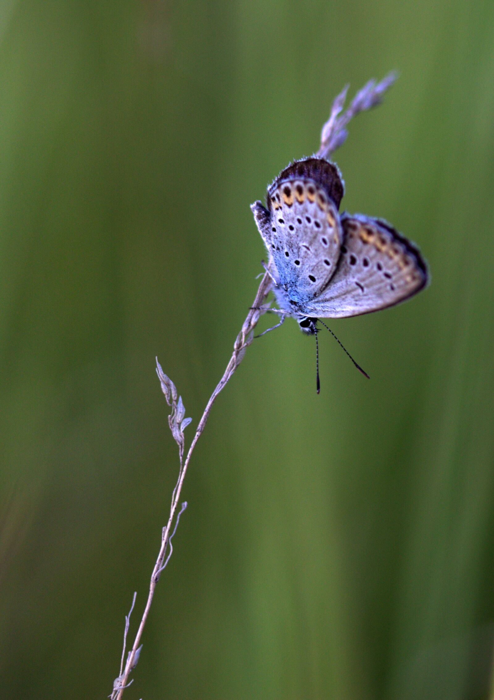 Canon EF-S 60mm F2.8 Macro USM sample photo. Butterfly, blue, wings photography