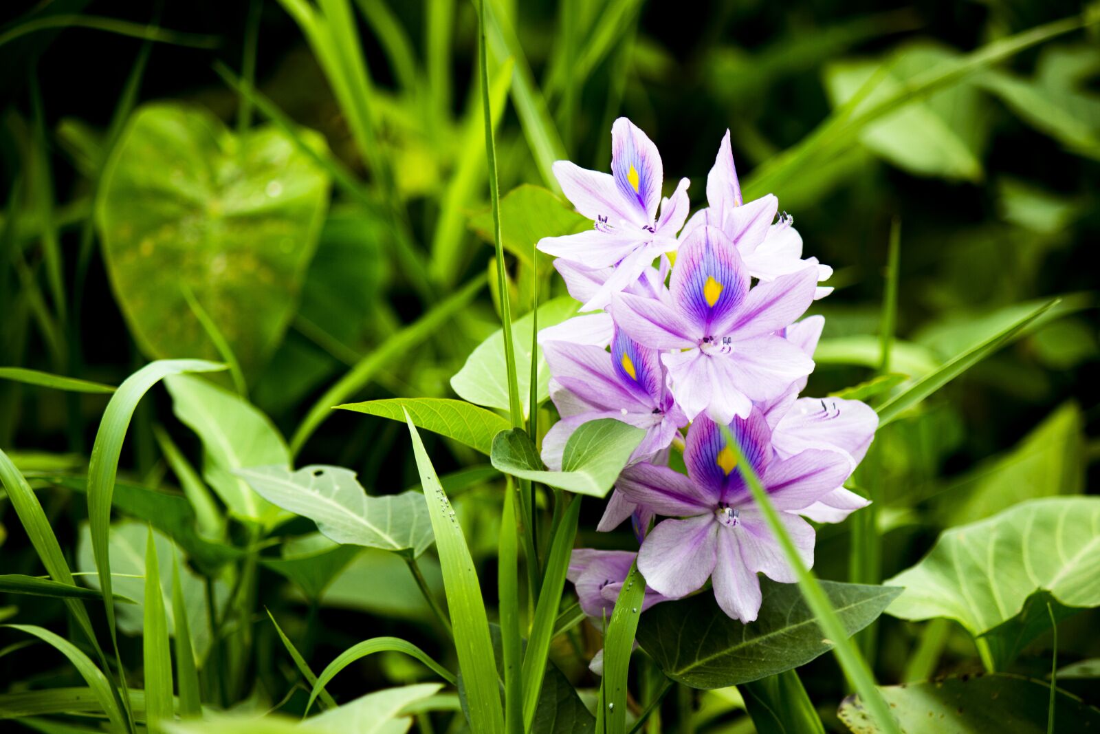 Canon EOS 600D (Rebel EOS T3i / EOS Kiss X5) sample photo. Flower, green, purple photography