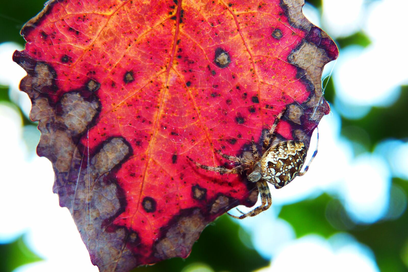 Panasonic Lumix DMC-FZ200 sample photo. Signs of autumn, leaf photography
