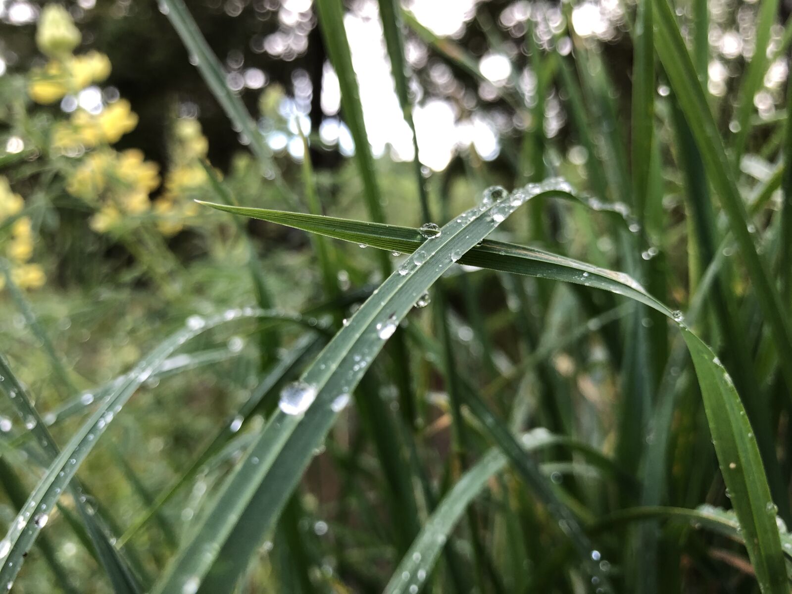 Apple iPhone 8 sample photo. Dewdrop, grass, flowers photography