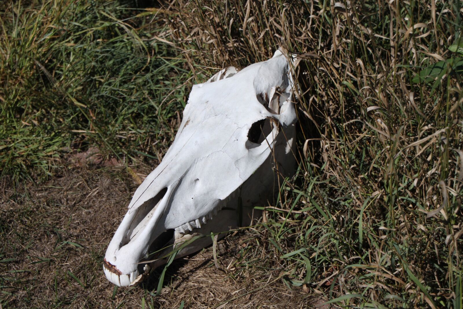 Canon EOS 500D (EOS Rebel T1i / EOS Kiss X3) sample photo. Horse, skull, west photography