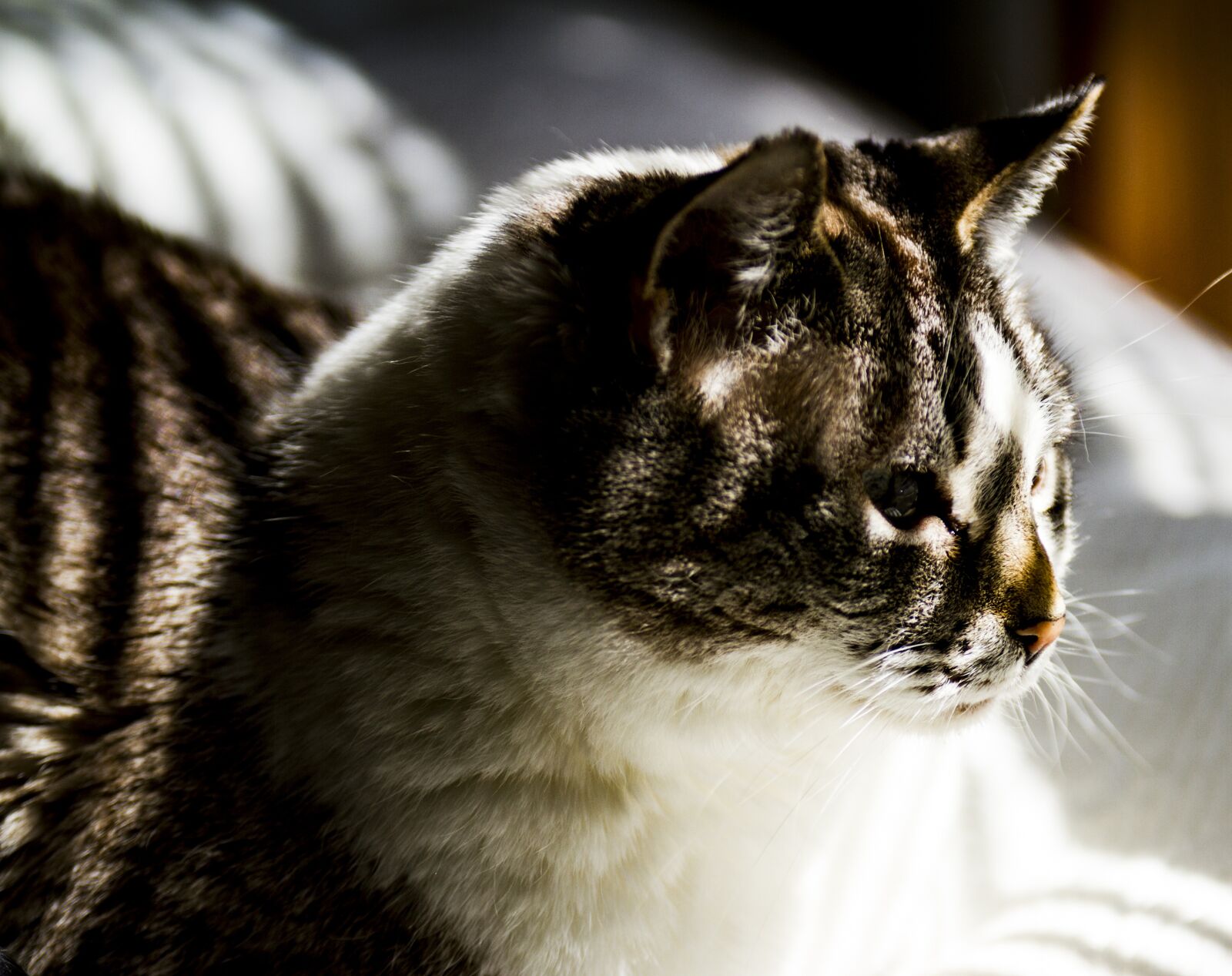 Canon EOS 7D sample photo. Cat, coco, feline photography