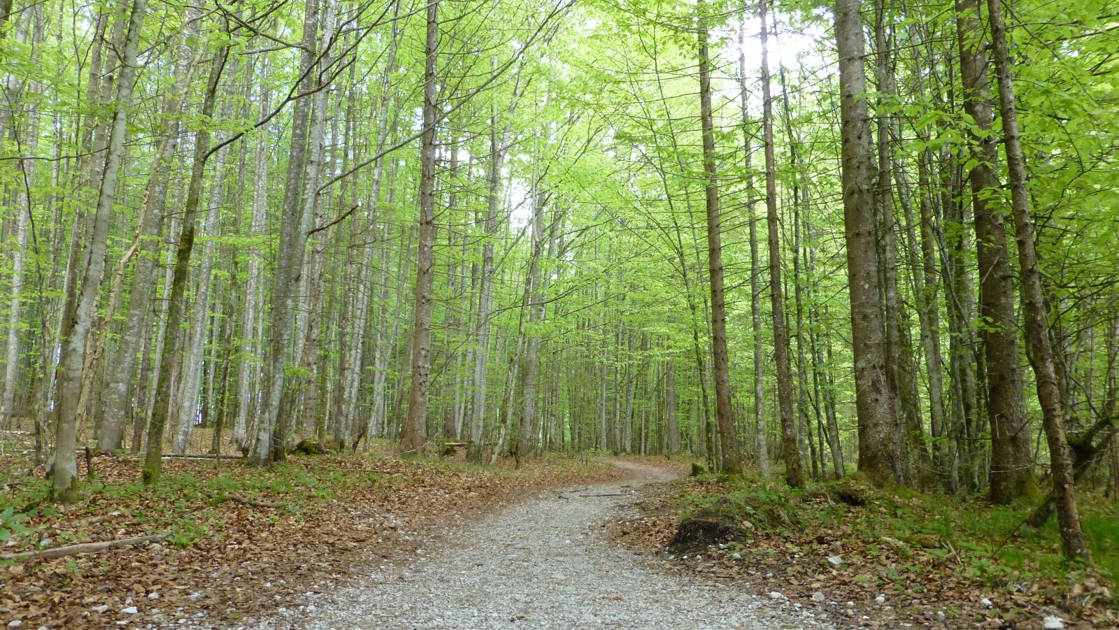 Panasonic DMC-TZ31 sample photo. Deciduous forest, away, spring photography