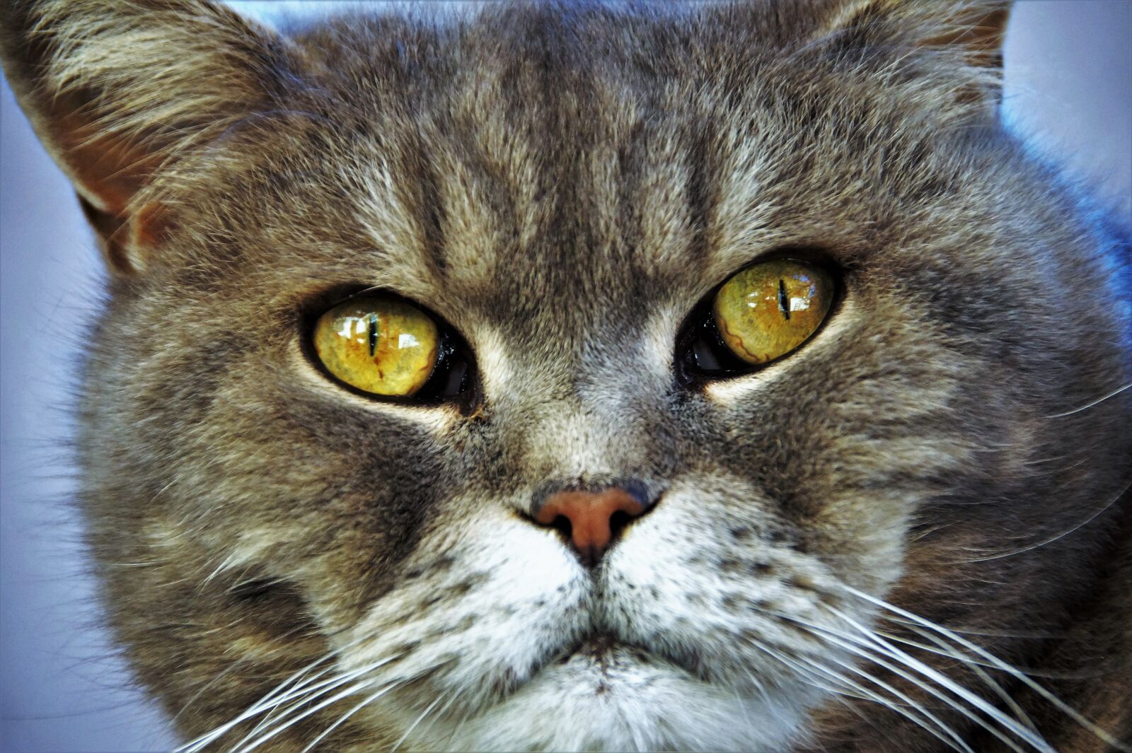 Sony SLT-A58 sample photo. Cat, british, blue photography
